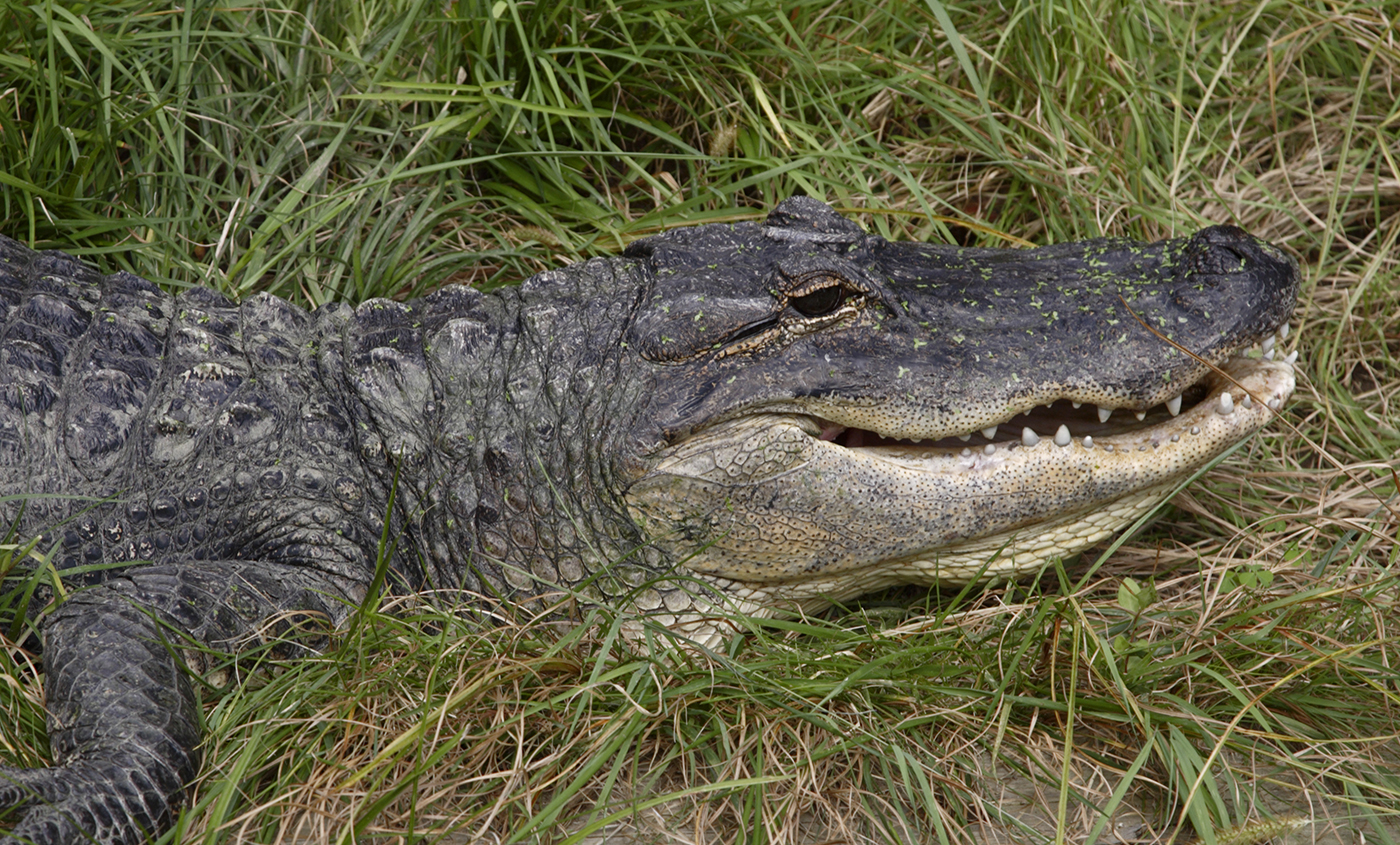 Crocodile Biology Software Free Download